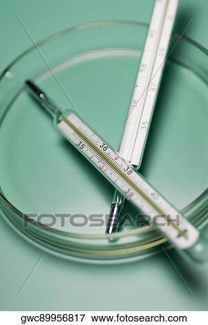 Stock Photo - Close-up of two thermometers in a petri dish. Fotosearch