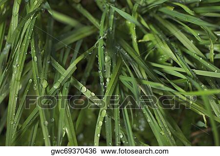 Close-up of water droplets on grass View Large Photo Image Stock Photograph - Close-up of water droplets on grass. Fotosearch