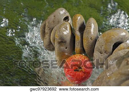 Close-up of wet pebbles and an apple View Large Photo Image Stock Image - Close-up of wet pebbles and an apple. Fotosearch