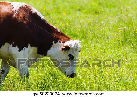 Cow grazing in a field, Loire Valley, France View Large Photo Image Picture - Cow grazing in a field, Loire Valley, France. Fotosearch