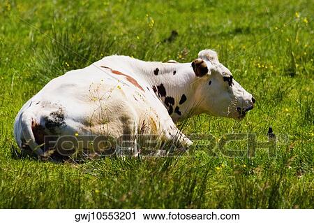 Stock Image - Cow sitting in a field, Loire Valley, France. Fotosearch