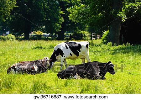 Cows in a field, Loire Valley, France View Large Photo Image Stock Photo - Cows in a field, Loire Valley, France. Fotosearch