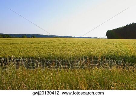 Crop in a field, Loire Valley, France View Large Photo Image Stock Image - Crop in a field, Loire Valley, France. Fotosearch