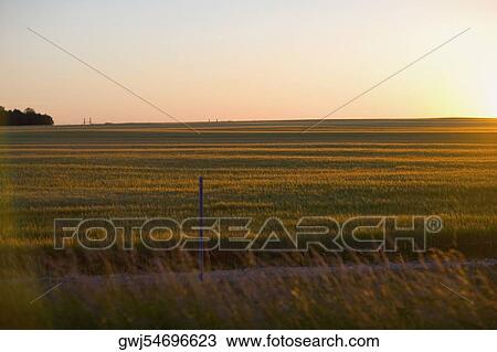 Crop in a field, Loire Valley, France View Large Photo Image Stock Image - Crop in a field, Loire Valley, France. Fotosearch
