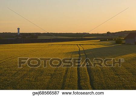 Crop in a field, Loire Valley, France View Large Photo Image Stock Photo - Crop in a field, Loire Valley, France. Fotosearch