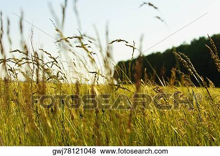 Crop in a field, Loire Valley, France View Large Photo Image Stock Photo - Crop in a field, Loire Valley, France. Fotosearch