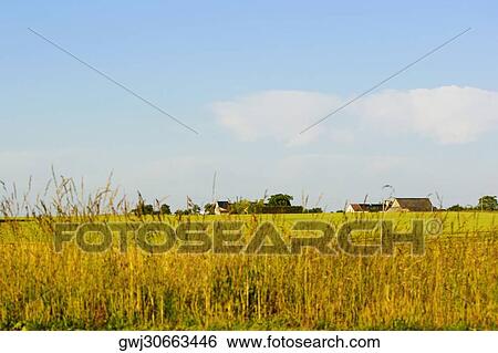 Crop in a field, Loire Valley, France View Large Photo Image Stock Photograph - Crop in a field, Loire Valley, France. Fotosearch