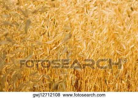 Crop in a field, Siena Province, Tuscany, Italy View Large Photo Image Stock Photo - Crop in a field, Siena Province, Tuscany, Italy. Fotosearch