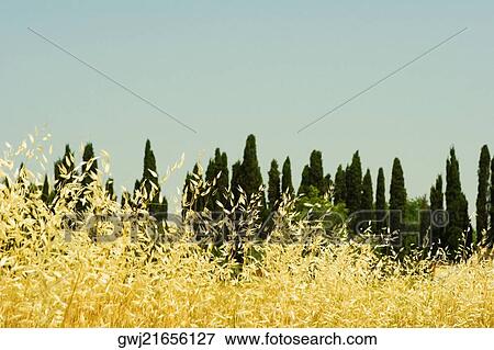 Crop in a field, Siena Province, Tuscany, Italy View Large Photo Image Stock Photo - Crop in a field, Siena Province, Tuscany, Italy. Fotosearch
