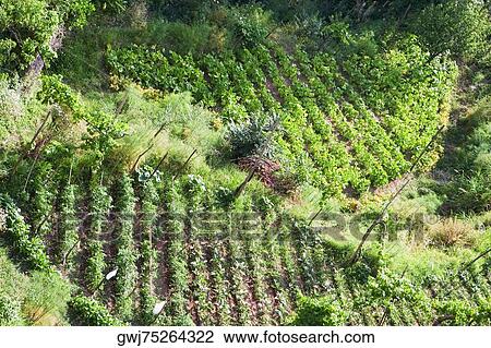 Crop in a field, Vietri sul Mare, Costiera Amalfitana, Salerno, Campania, Italy View Large Photo Image Stock Image - Crop in a field, Vietri sul Mare, Costiera Amalfitana, Salerno, Campania, Italy. Fotosearch