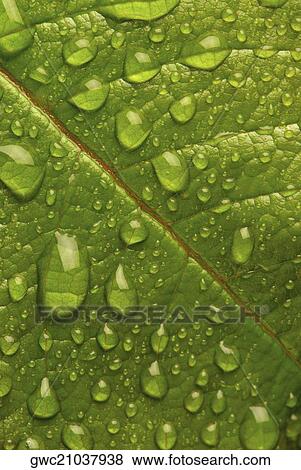 Dew drops on a leaf View Large Photo Image Stock Photo - Dew drops on a leaf. Fotosearch