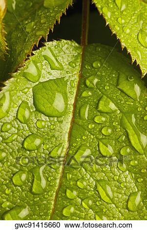 Stock Image - Dew drops on leaves. Fotosearch