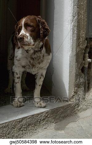 Stock Photo - Dog standing at a door, Cinque Terre National Park, Vernazza, La Spezia, Liguria, Italy. Fotosearch