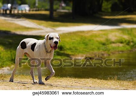 Dog walking at a lakeside, Bordeaux Lake, Bordeaux, Aquitaine, France View Large Photo Image Stock Image - Dog walking at a lakeside, Bordeaux Lake, Bordeaux, Aquitaine, France. Fotosearch