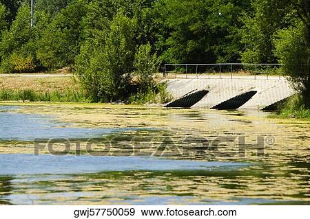 Duckweed floating on water, Bordeaux Lake, Bordeaux, Aquitaine, France View Large Photo Image Stock Photo - Duckweed floating on water, Bordeaux Lake, Bordeaux, Aquitaine, France. Fotosearch