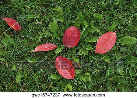 Fallen leaves on green grass View Large Photo Image Stock Photo - Fallen leaves on green grass. Fotosearch