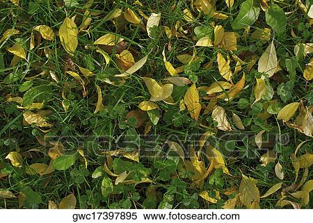 Fallen leaves on green grass View Large Photo Image Stock Photography - Fallen leaves on green grass. Fotosearch