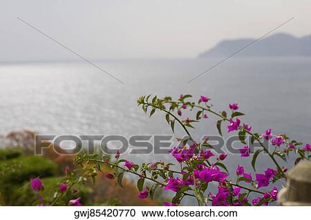 Flowers at the seaside, Italian Riviera, Cinque Terre National Park, Mar Ligure, Cinque Terre, La Spezia, Liguria, Italy View Large Photo Image Stock Image - Flowers at the seaside, Italian Riviera, Cinque Terre National Park, Mar Ligure, Cinque Terre, La Spezia, Liguria, Italy. Fotosearch