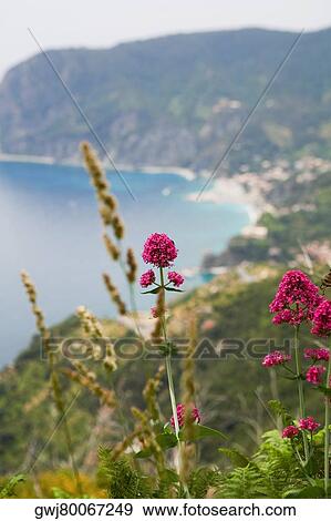 Flowers at the seaside, Italian Riviera, Cinque Terre National Park, Mar Ligure, Cinque Terre, La Spezia, Liguria, Italy View Large Photo Image Stock Photo - Flowers at the seaside, Italian Riviera, Cinque Terre National Park, Mar Ligure, Cinque Terre, La Spezia, Liguria, Italy. Fotosearch