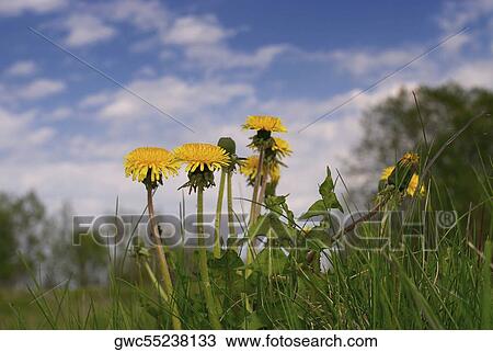 Stock Image - Flowers in a field. Fotosearch