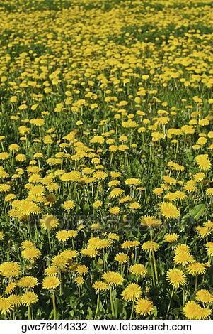 Flowers in a field View Large Photo Image Stock Image - Flowers in a field. Fotosearch