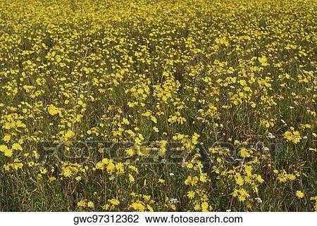 Flowers in a field View Large Photo Image Stock Image - Flowers in a field. Fotosearch