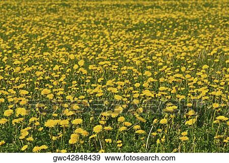 Flowers in a field View Large Photo Image Stock Photo - Flowers in a field. Fotosearch