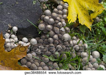 Fungus growing near a tree stump View Large Photo Image Picture - Fungus growing near a tree stump. Fotosearch