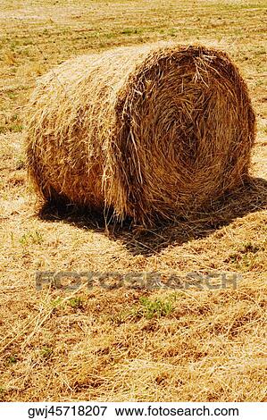 Hay bale in a field, Siena Province, Tuscany, Italy View Large Photo Image Stock Photo - Hay bale in a field, Siena Province, Tuscany, Italy. Fotosearch