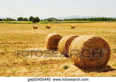 Hay bales in a field, Siena Province, Tuscany, Italy View Large Photo Image Stock Image - Hay bales in a field, Siena Province, Tuscany, Italy. Fotosearch