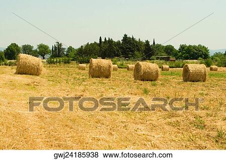 Hay bales in a field, Siena Province, Tuscany, Italy View Large Photo Image Stock Photo - Hay bales in a field, Siena Province, Tuscany, Italy. Fotosearch