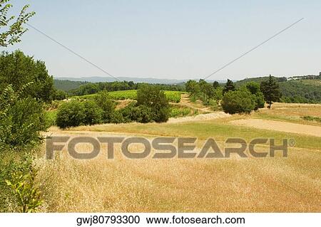 High angle view of a field, Siena Province, Tuscany, Italy View Large Photo Image Stock Image - High angle view of a field, Siena Province, Tuscany, Italy. Fotosearch
