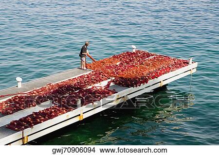 High angle view of a fisherman man holding commercial fishing net, Marina Grande, Capri, Sorrento, Sorrentine Peninsula, Naples Province, Campania, Italy View Large Photo Image Picture - High angle view of a fisherman man holding commercial fishing net, Marina Grande, Capri, Sorrento, Sorrentine Peninsula, Naples Province, Campania, Italy. Fotosearch