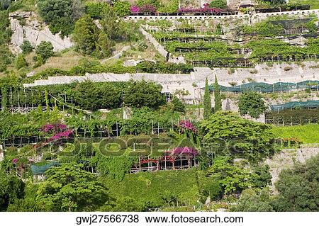 Stock Photo - High angle view of a garden, Salerno, Campania, Italy. Fotosearch