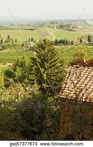 High angle view of a house with vineyard in the background, Siena Province, Tuscany, Italy View Large Photo Image Picture - High angle view of a house with vineyard in the background, Siena Province, Tuscany, Italy. Fotosearch