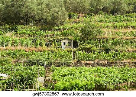 High angle view of a vineyard, Cinque Terre National Park, La Spezia, Liguria, Italy View Large Photo Image Stock Photo - High angle view of a vineyard, Cinque Terre National Park, La Spezia, Liguria, Italy. Fotosearch