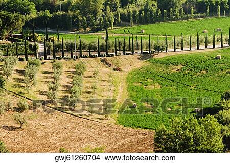 High angle view of a vineyard, Siena Province, Tuscany, Italy View Large Photo Image Picture - High angle view of a vineyard, Siena Province, Tuscany, Italy. Fotosearch