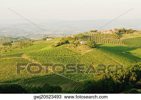 Stock Image - High angle view of a vineyard, Siena Province, Tuscany, Italy. Fotosearch