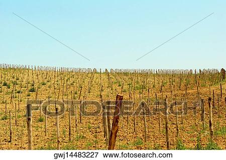 High angle view of a vineyard, Siena Province, Tuscany, Italy View Large Photo Image Stock Photo - High angle view of a vineyard, Siena Province, Tuscany, Italy. Fotosearch