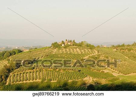 High angle view of a vineyard, Siena Province, Tuscany, Italy View Large Photo Image Stock Photo - High angle view of a vineyard, Siena Province, Tuscany, Italy. Fotosearch