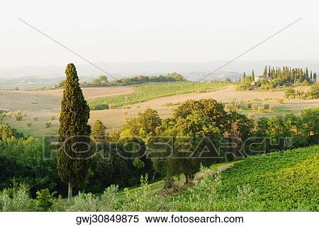 High angle view of a vineyard, Siena Province, Tuscany, Italy View Large Photo Image Stock Photography - High angle view of a vineyard, Siena Province, Tuscany, Italy. Fotosearch