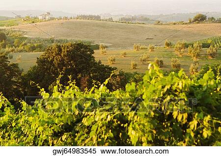 High angle view of a vineyard, Siena Province, Tuscany, Italy View Large Photo Image Stock Photography - High angle view of a vineyard, Siena Province, Tuscany, Italy. Fotosearch