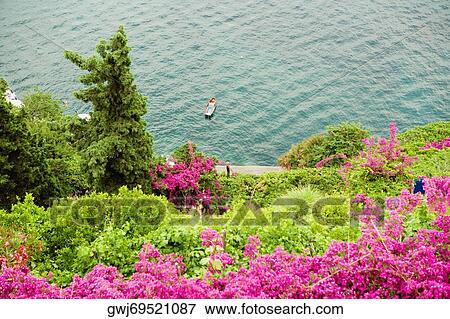 High angle view of flowers and trees at the hillside, Costiera Amalfitana, Salerno, Campania, Italy View Large Photo Image Stock Photo - High angle view of flowers and trees at the hillside, Costiera Amalfitana, Salerno, Campania, Italy. Fotosearch