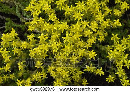 High angle view of flowers View Large Photo Image Stock Image - High angle view of flowers. Fotosearch