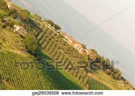 High angle view of houses in a vineyard, Siena Province, Tuscany, Italy View Large Photo Image Stock Photo - High angle view of houses in a vineyard, Siena Province, Tuscany, Italy. Fotosearch
