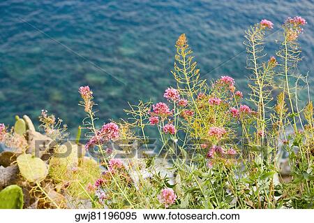 High angle view of plants, Italian Riviera, Cinque Terre National Park, Mar Ligure, Cinque Terre, La Spezia, Liguria, Italy View Large Photo Image Stock Photography - High angle view of plants, Italian Riviera, Cinque Terre National Park, Mar Ligure, Cinque Terre, La Spezia, Liguria, Italy. Fotosearch