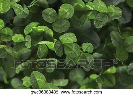 High angle view of plants View Large Photo Image Stock Photography - High angle view of plants. Fotosearch
