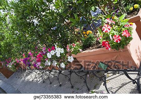 High angle view of potted plants, Vietri sul Mare, Costiera Amalfitana, Salerno, Campania, Italy View Large Photo Image Stock Image - High angle view of potted plants, Vietri sul Mare, Costiera Amalfitana, Salerno, Campania, Italy. Fotosearch