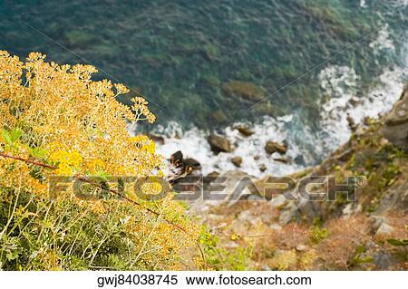 High angle view of rocks in the sea, Italian Riviera, Cinque Terre National Park, Mar Ligure, Cinque Terre, La Spezia, Liguria, Italy View Large Photo Image Stock Photography - High angle view of rocks in the sea, Italian Riviera, Cinque Terre National Park, Mar Ligure, Cinque Terre, La Spezia, Liguria, Italy. Fotosearch