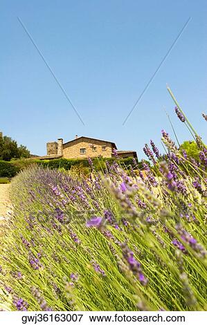 Lavender field with a building in the background, Siena Province, Tuscany, Italy View Large Photo Image Stock Photo - Lavender field with a building in the background, Siena Province, Tuscany, Italy. Fotosearch